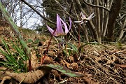 51 Salendo in Molinasco fiore Dente di cane ( Erythronium dens-canis)